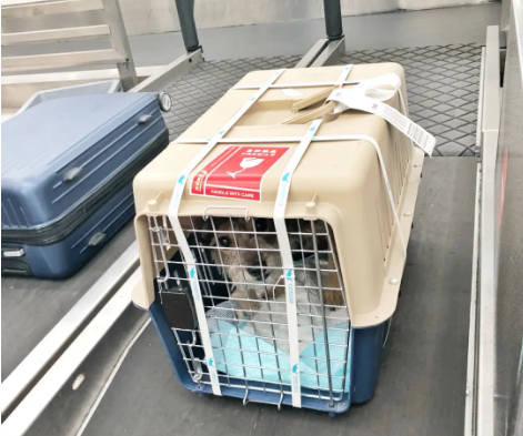 北辰宠物托运 宠物托运公司 机场宠物托运 宠物空运